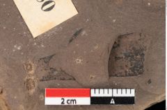 Foto (Detailansicht) von Plantae indet.  (NHMW-GEO-2024-0188-0480a)